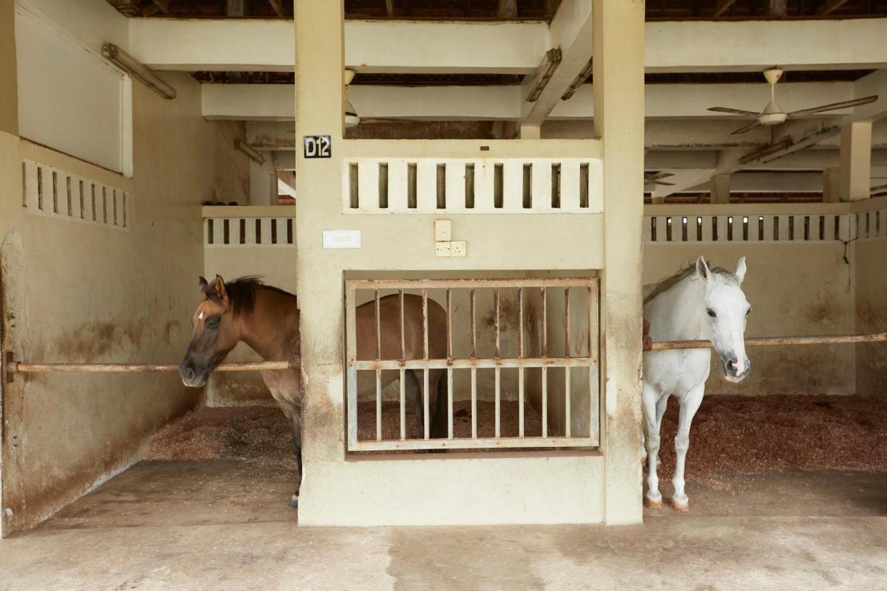 Terengganu Equestrian Resort Kuala Terengganu Exteriér fotografie