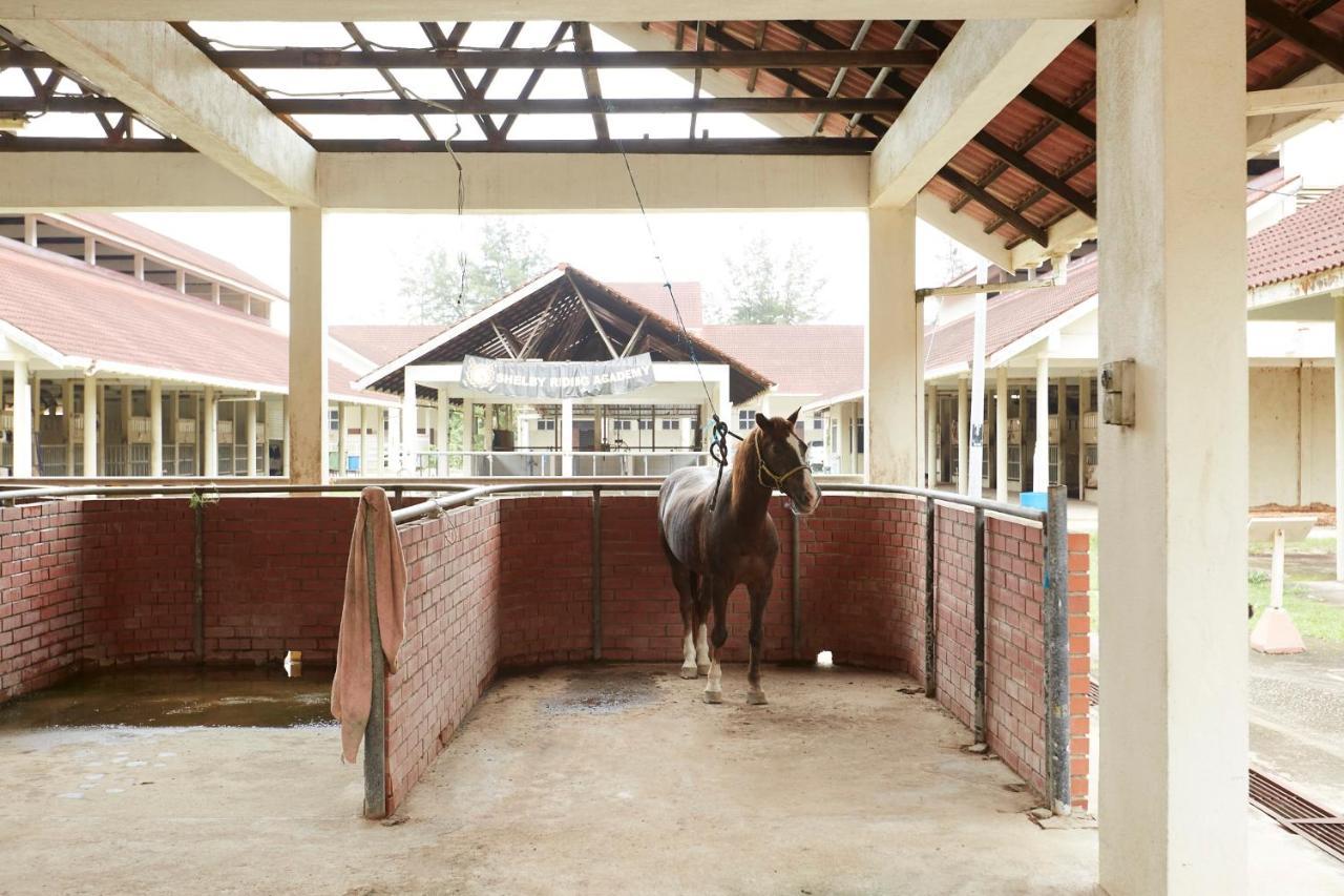 Terengganu Equestrian Resort Kuala Terengganu Exteriér fotografie